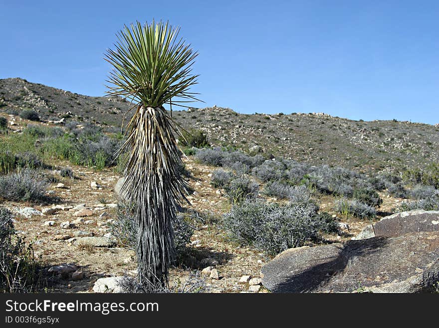 Lone Cactus