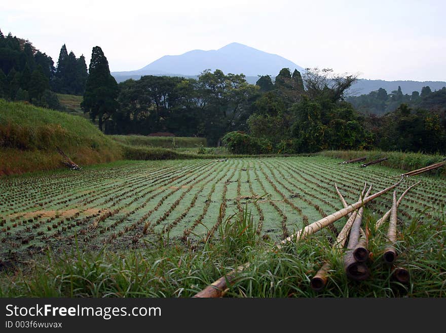 A Rice field with bamboo poles on the island of Kyushu