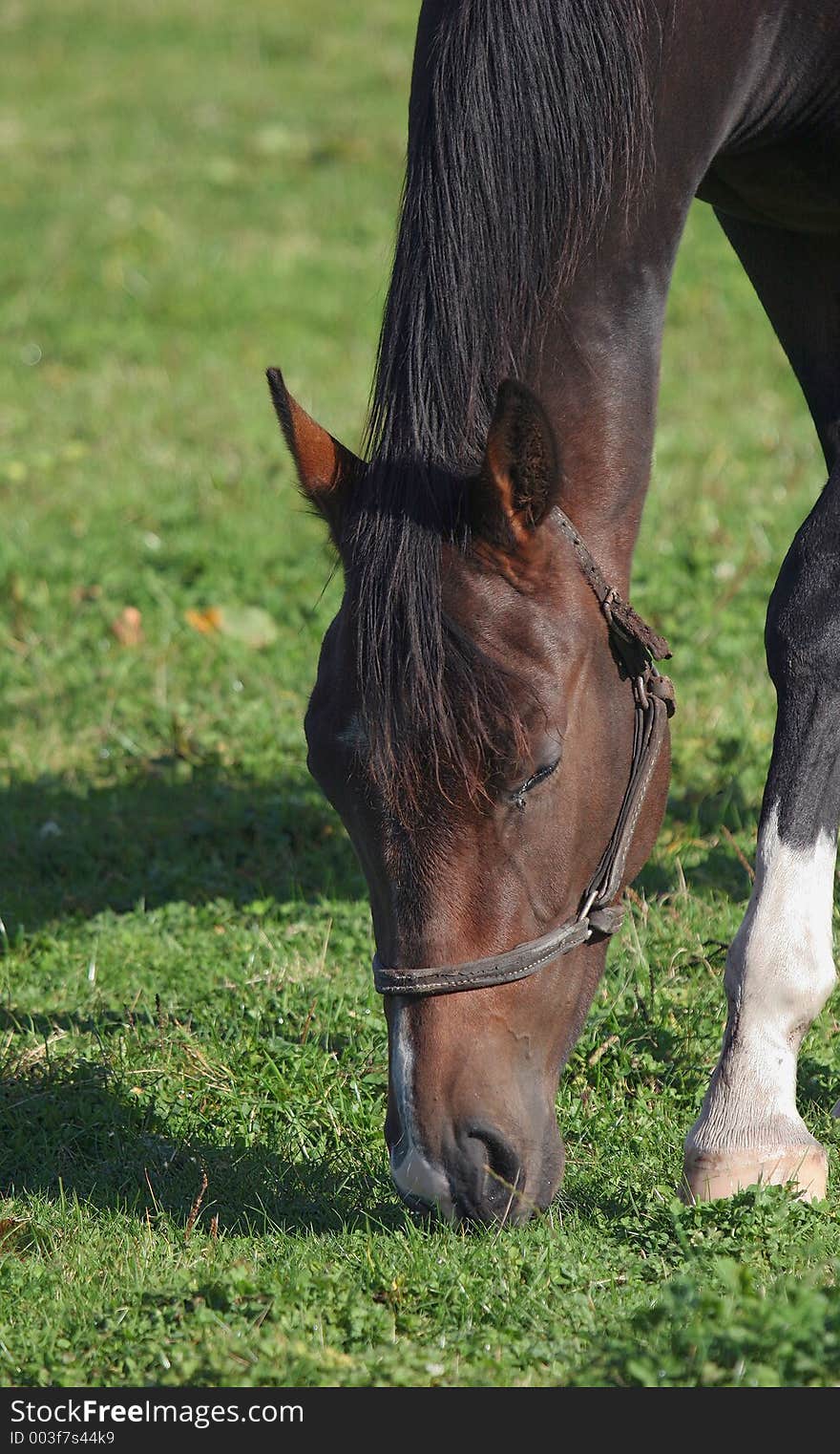 Horse head shot