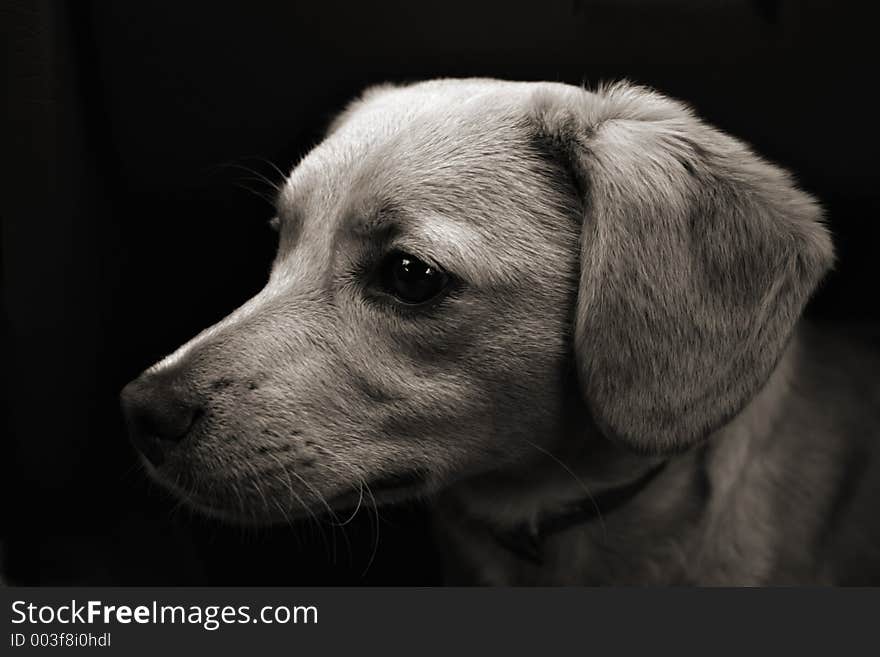 Dog in black background. Dog in black background