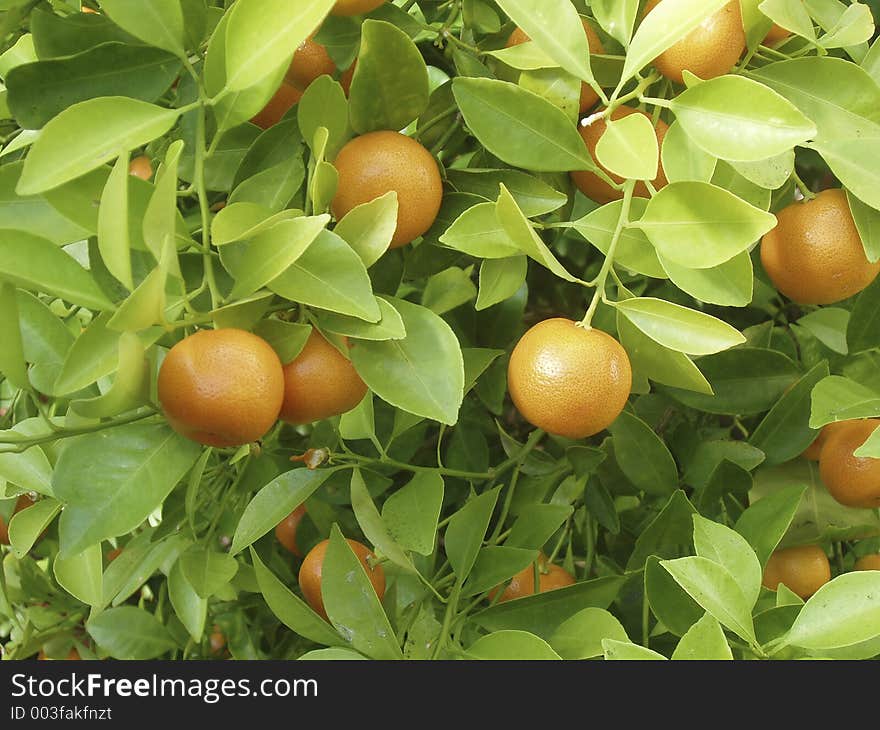 Orange tree