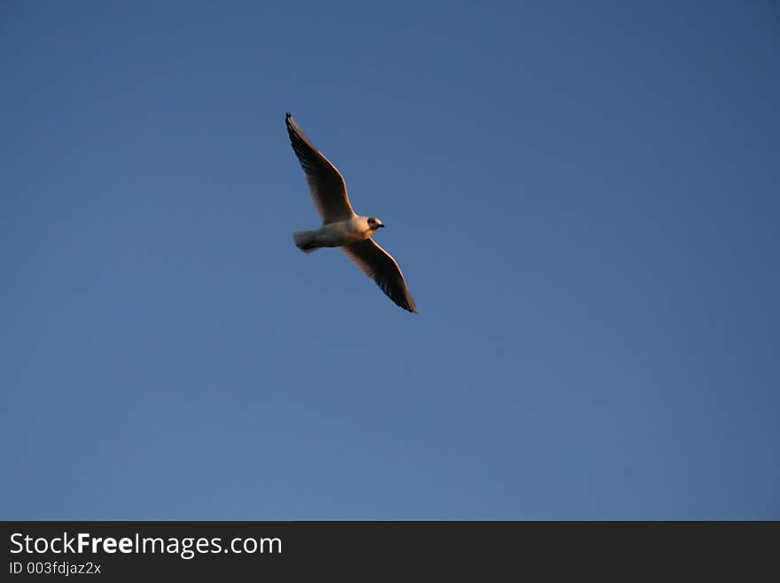 Seagull against blue sky