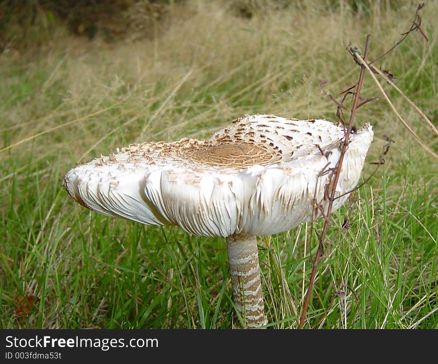 Fungus in autumn. Fungus in autumn