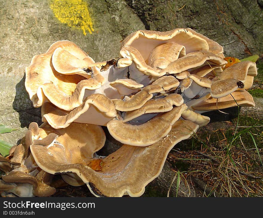 Fab fungus!. Fab fungus!