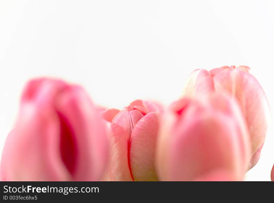 Nice pink tulip heads on white ground