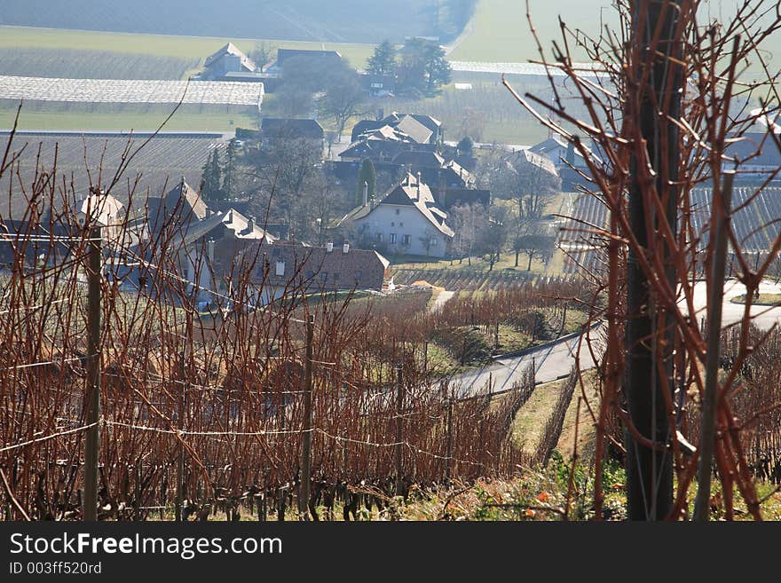 Swiss vineyard