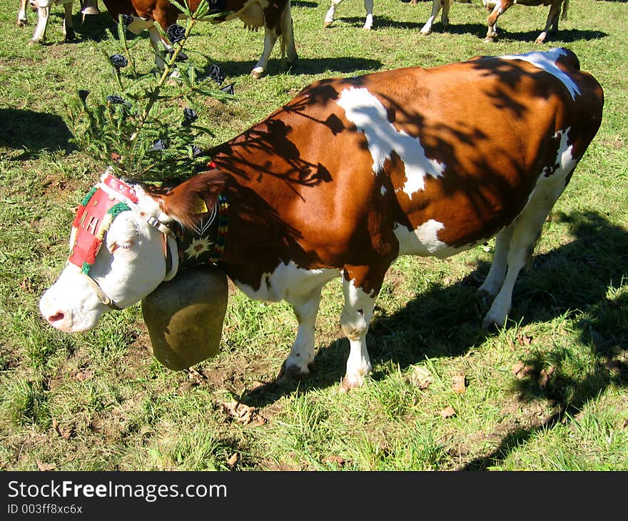 Cow dress in bell and headdress for bringing down the cows festival, austria. Cow dress in bell and headdress for bringing down the cows festival, austria