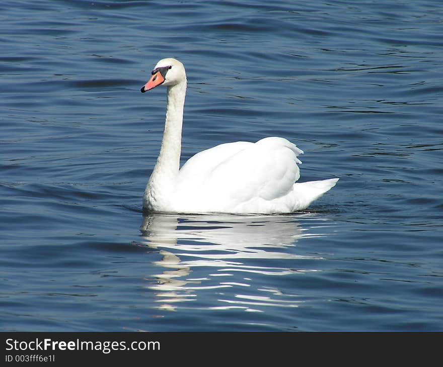 Swan