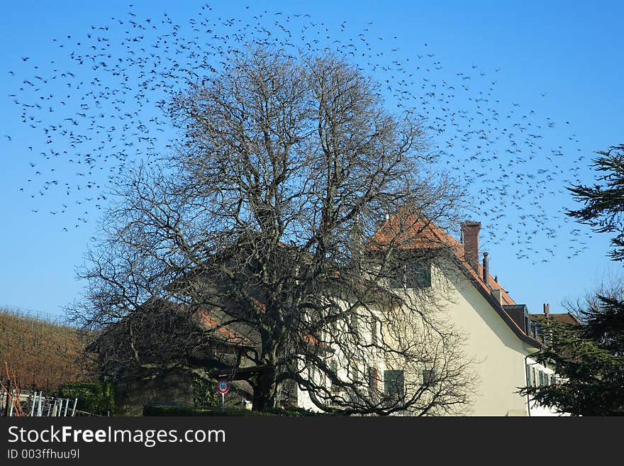 Bird colony