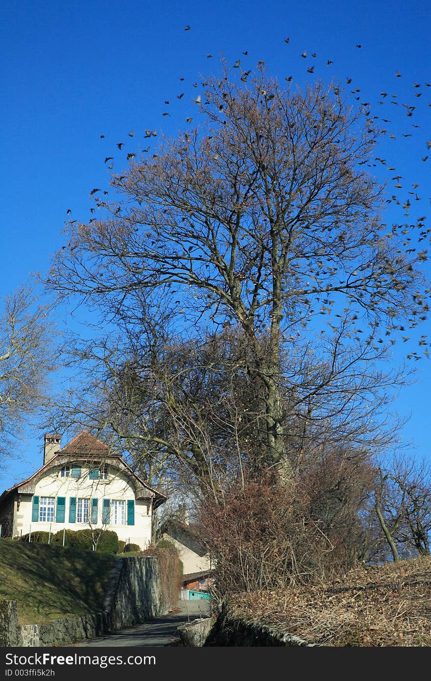 Cottage with a lot of bird around the tree