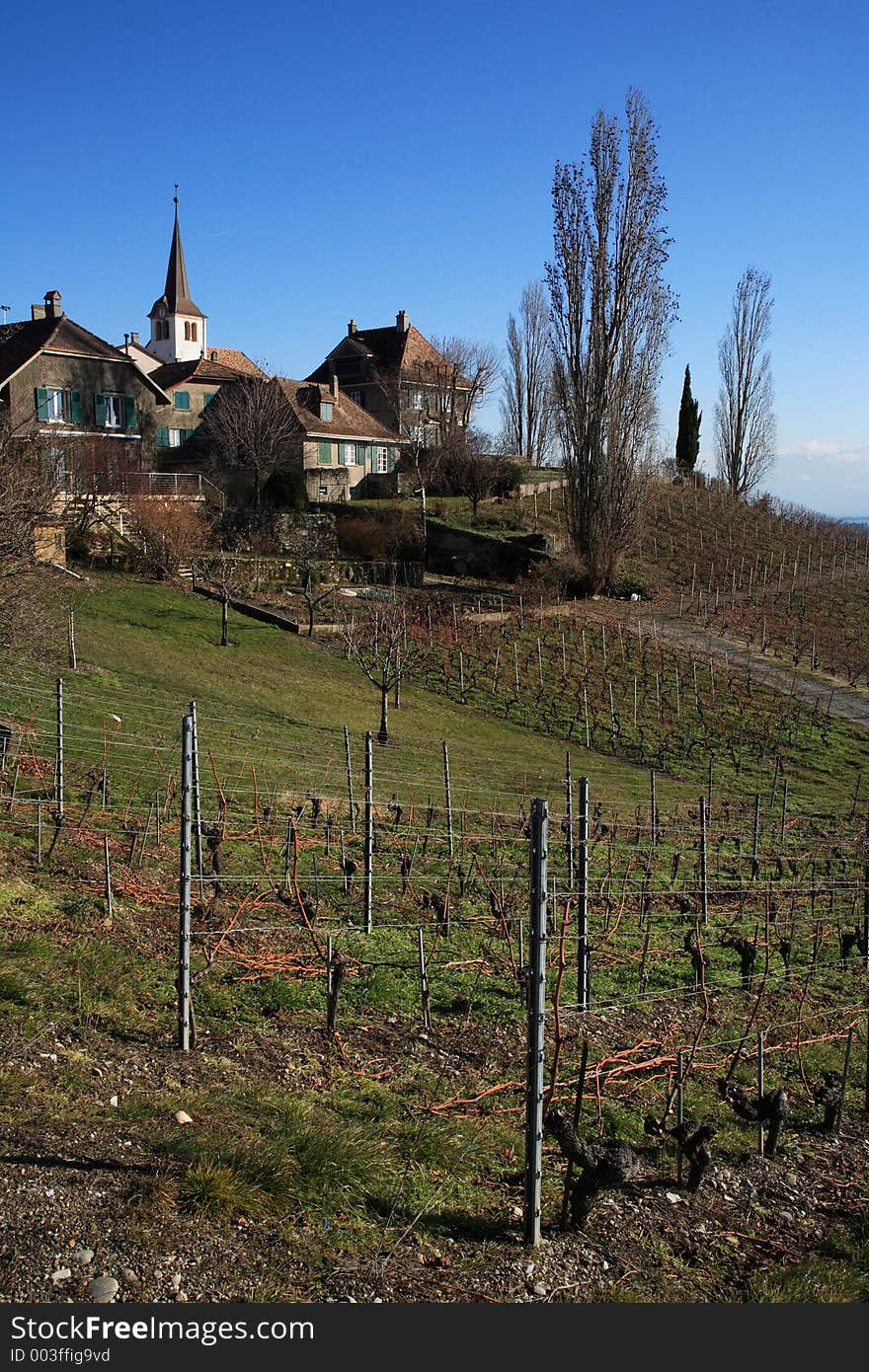 Vine are always on the costline of the Geneva lake. Vine are always on the costline of the Geneva lake