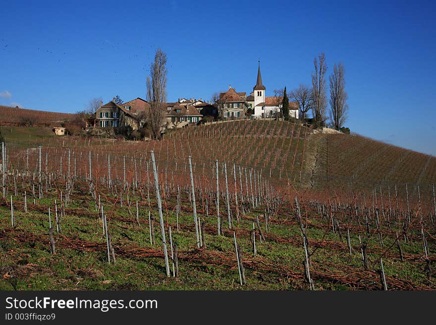 Vine are always on the costline of the Geneva lake. Vine are always on the costline of the Geneva lake