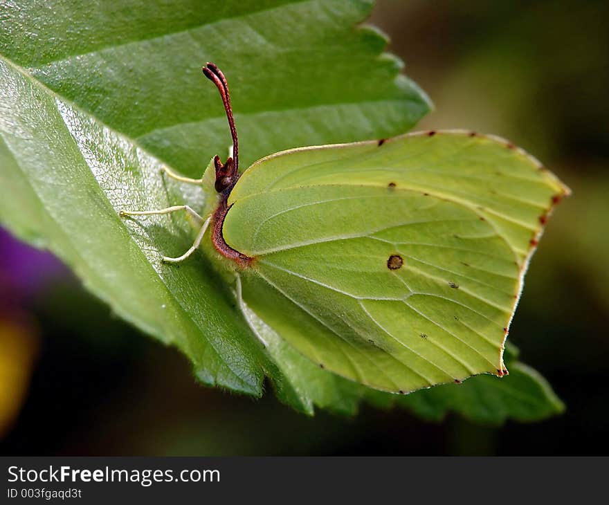 Gonepteryx rhamni.