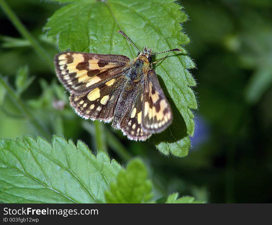 Butterfly Carterocephalus palaemon.