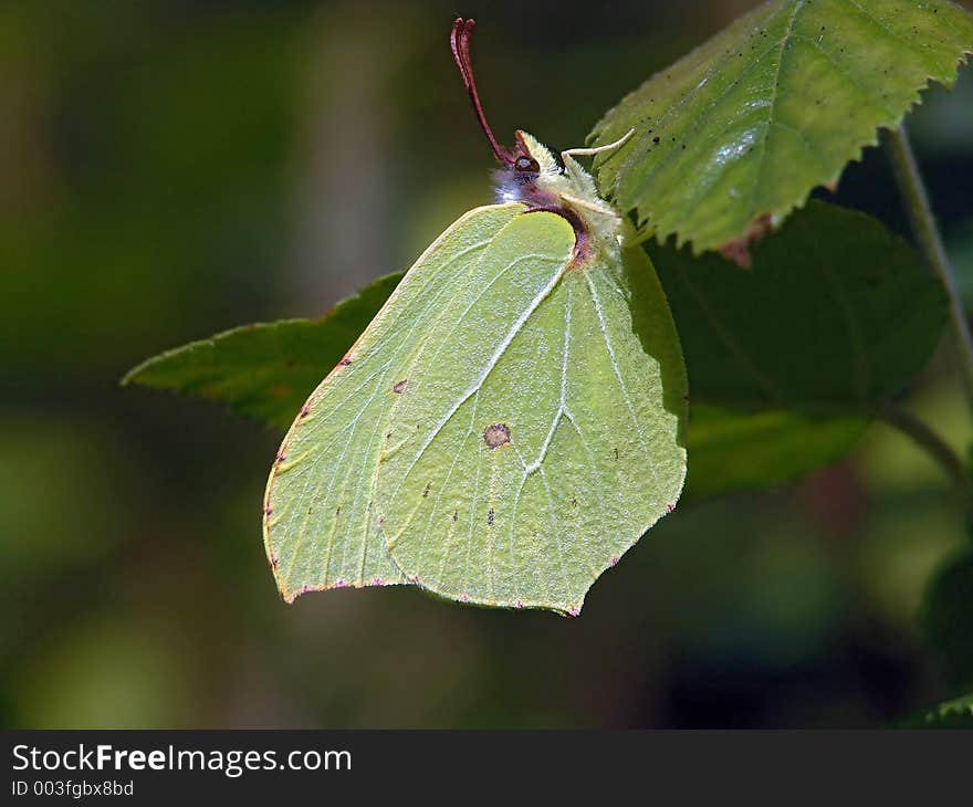 Gonepteryx rhamni.