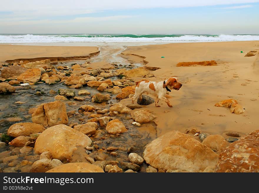 A Dog In The Beach