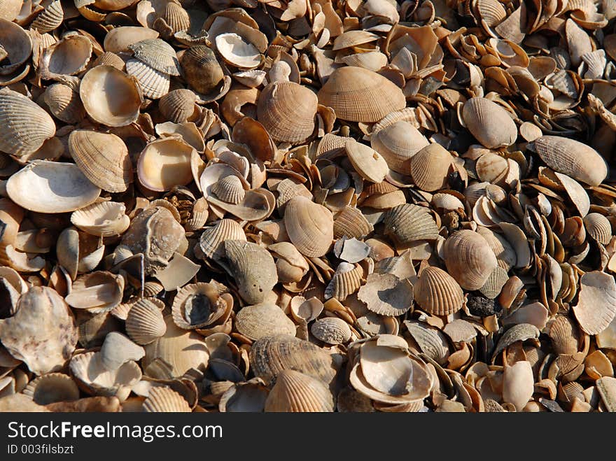 Shells on beach