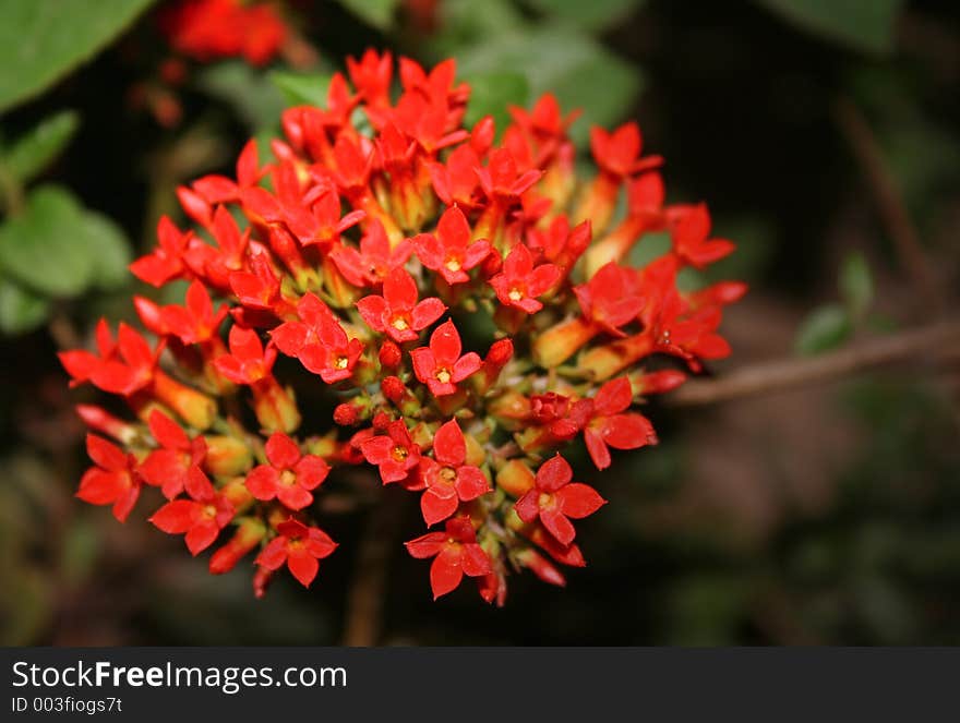 Tiny Red flowers India