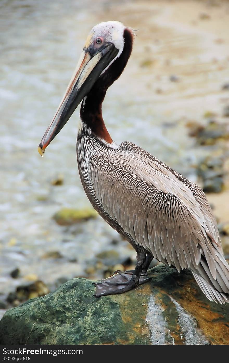 Pelican