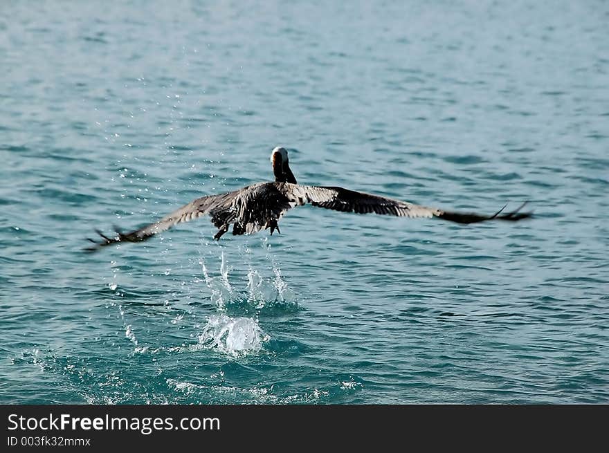 Flying Pelican