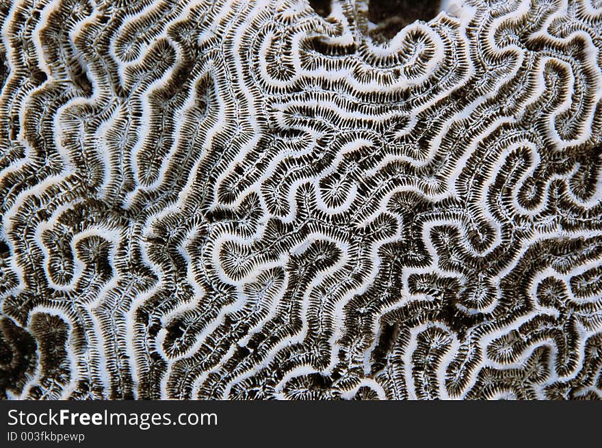 Coral pattern. Coral pattern