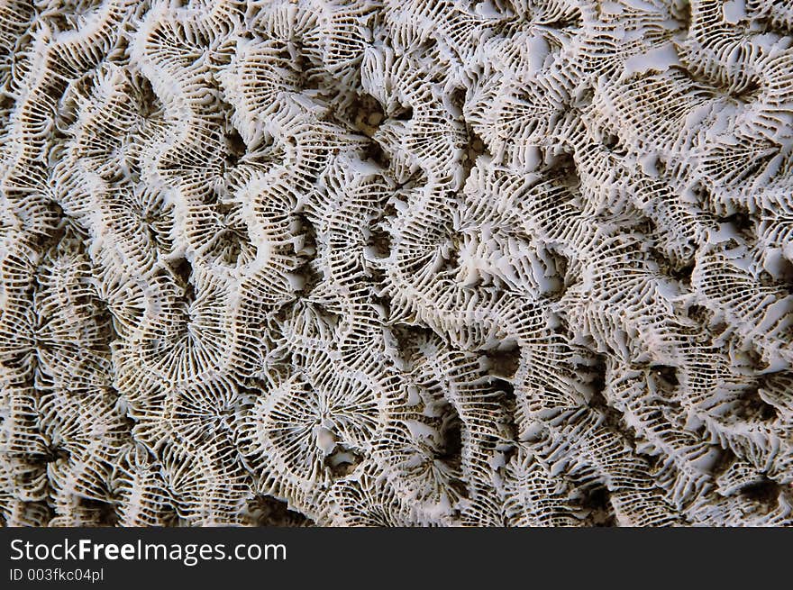 Coral pattern. Coral pattern