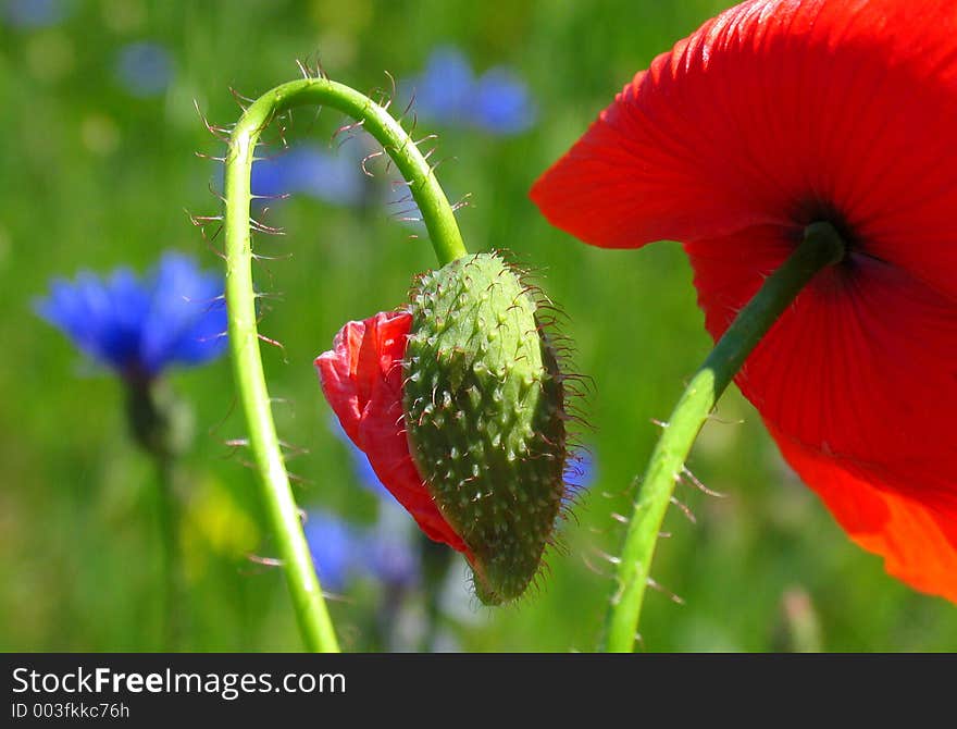 Red poppy