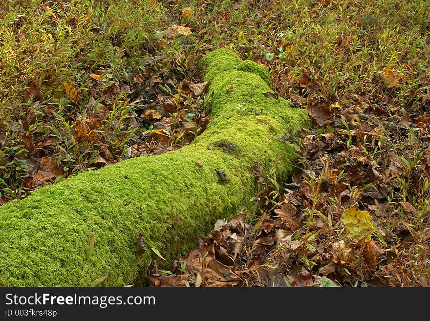 A moss covered tree root. A moss covered tree root