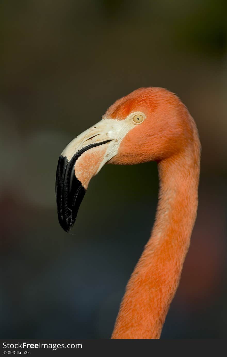 Flamingo Head