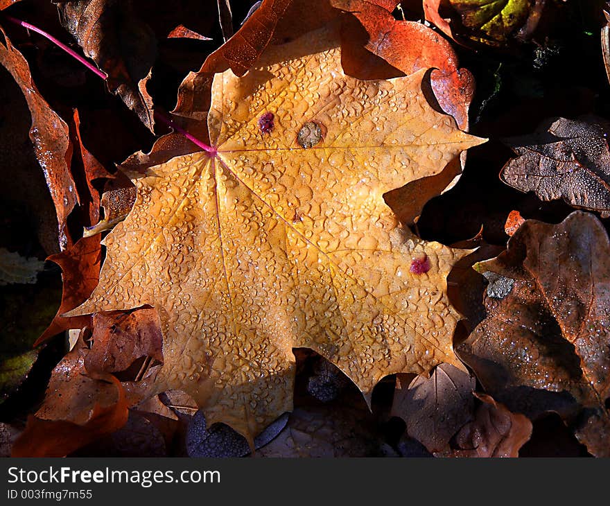 Orange autumn leaves