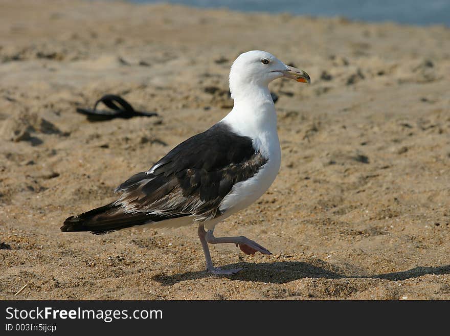 Strutting Gull