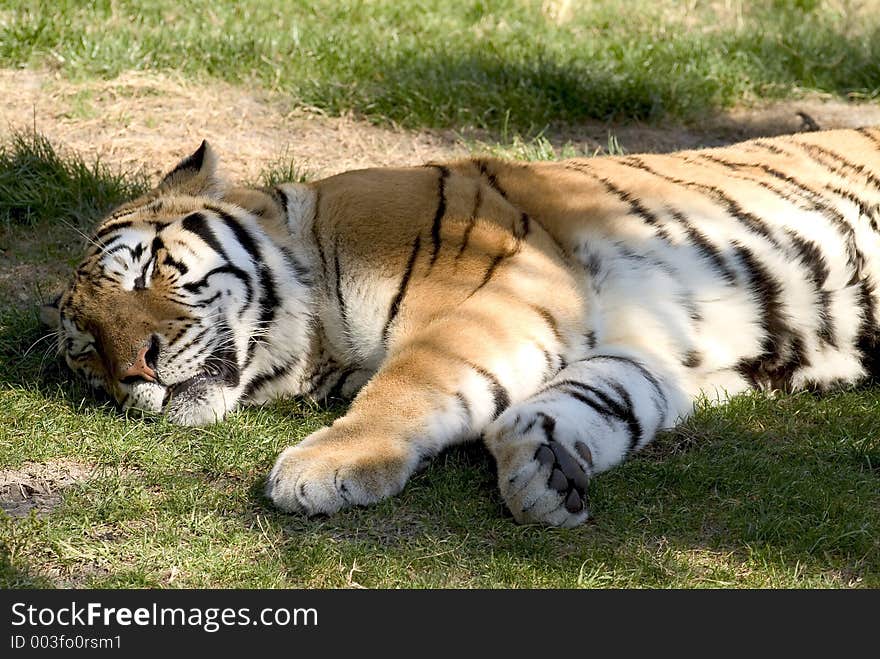 Sleeping Tiger