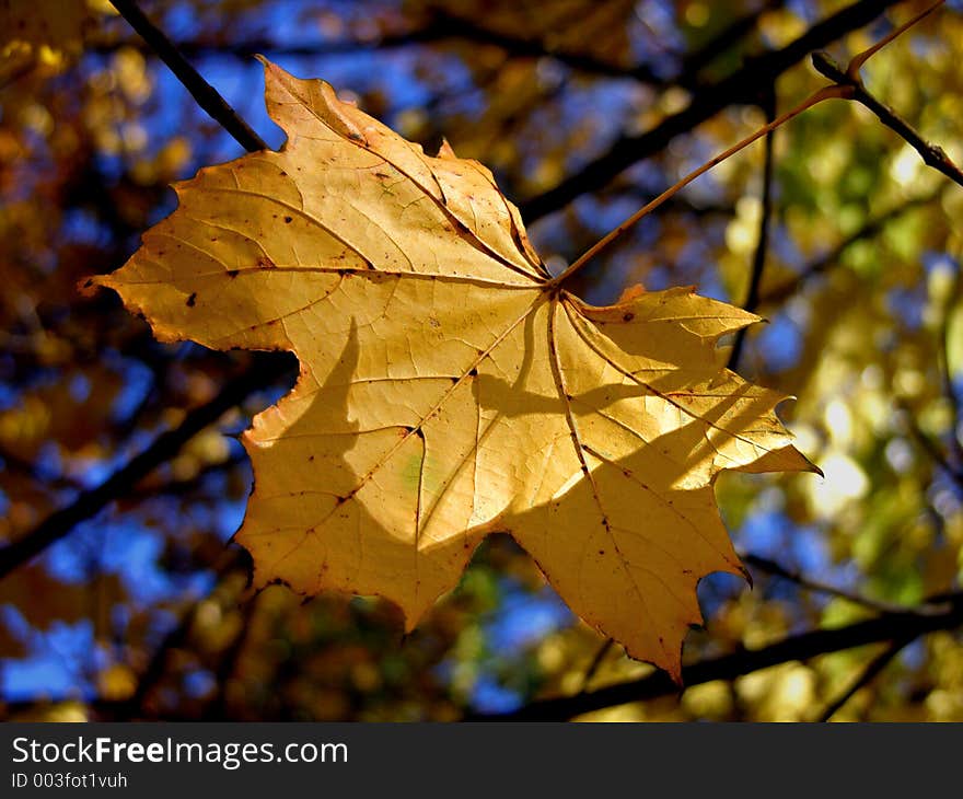 Gold Autumn Leaves