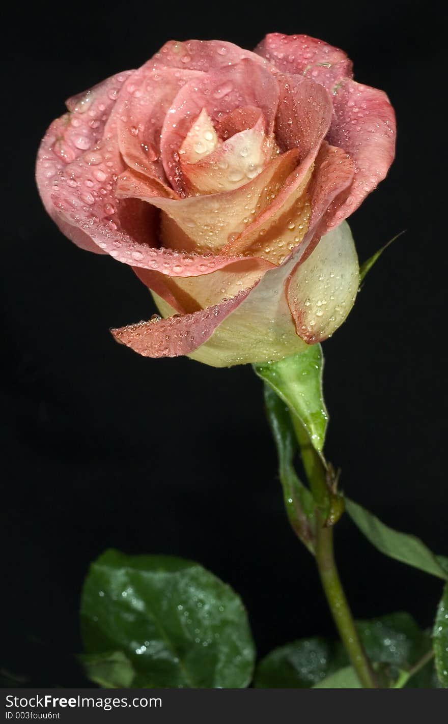 Rose with water drops at black