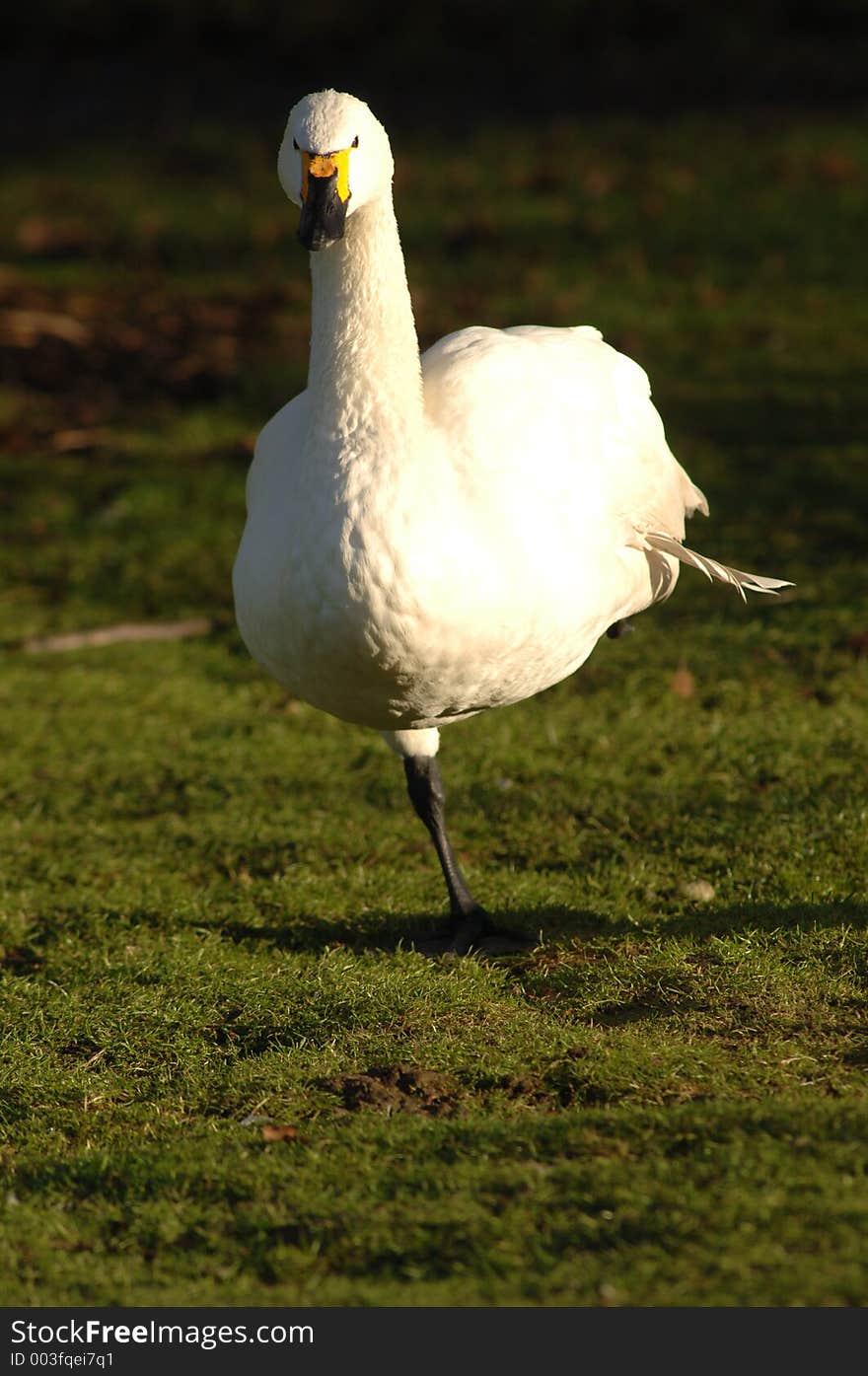 A swan. A swan