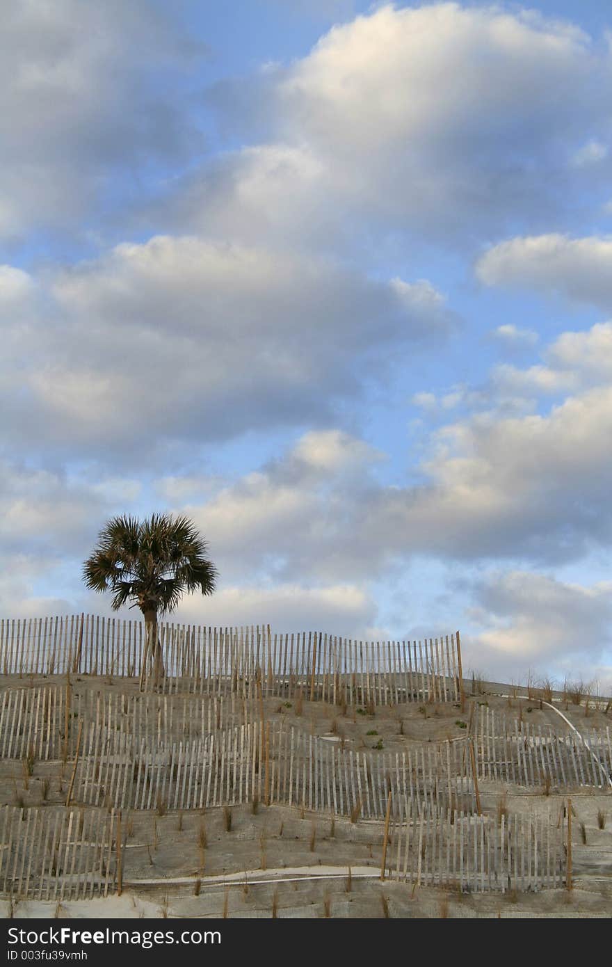 Lone palm on fence protected dune with big sky - room for copy. Lone palm on fence protected dune with big sky - room for copy