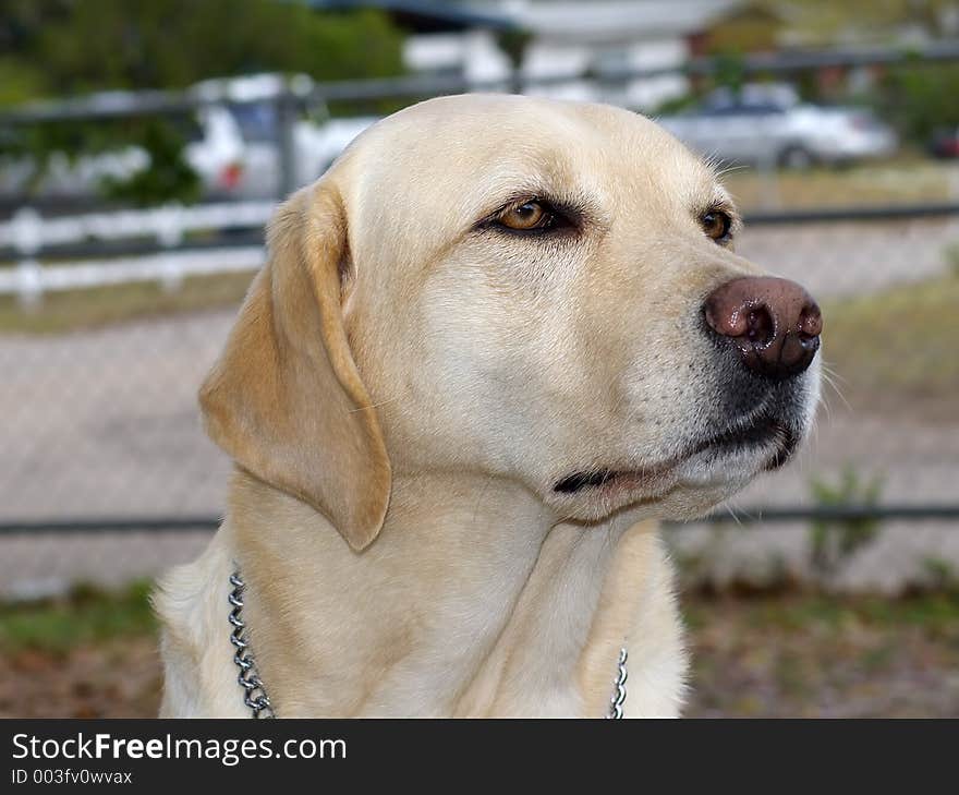 Guide dog off duty.