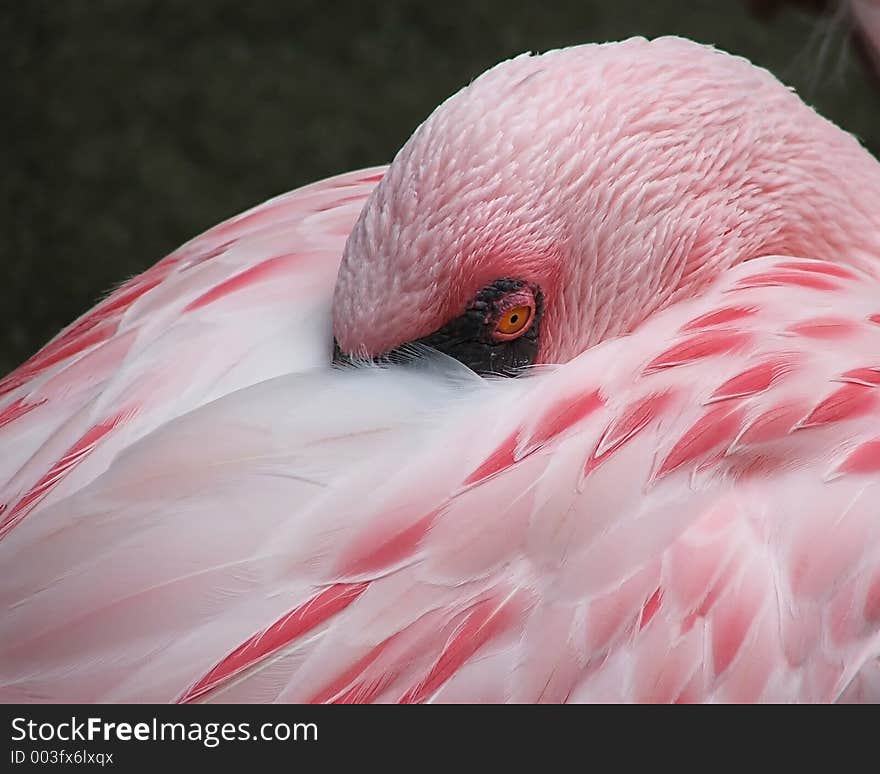 Sleeping Flamingo