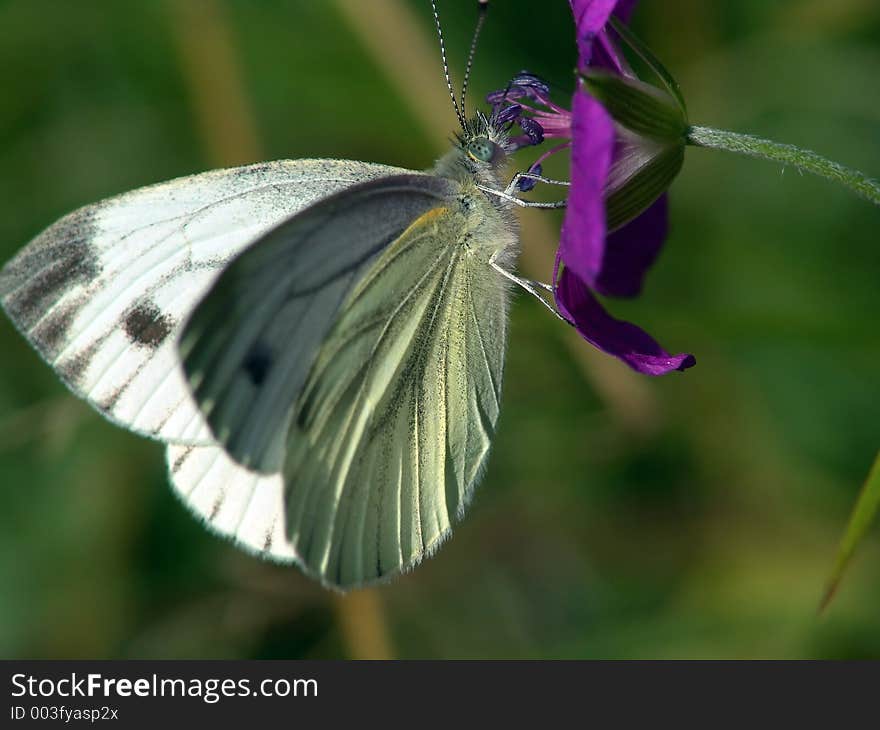 Pieris Brassicae.