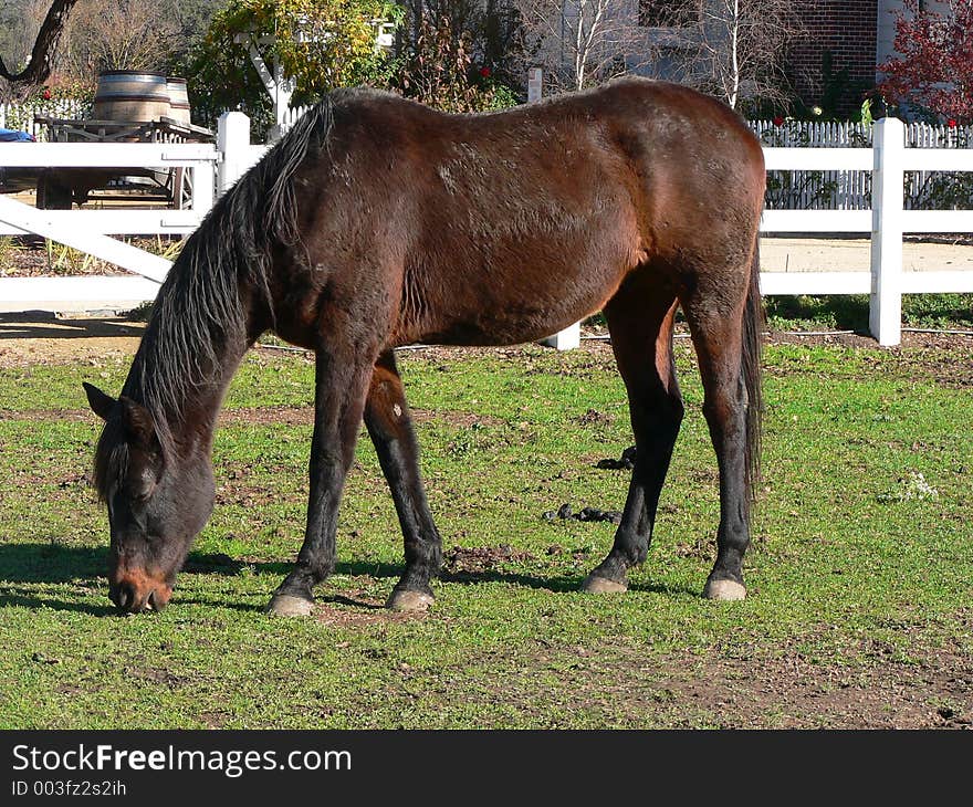 Horse in a field. Sorry no additional format. Horse in a field. Sorry no additional format.