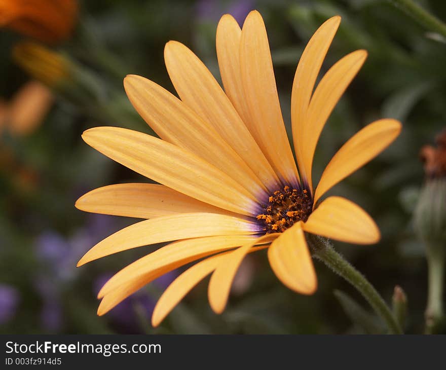 Close up of a small delicate yellow osteospermum blossom. Close up of a small delicate yellow osteospermum blossom