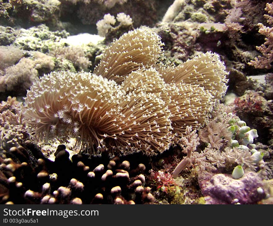 Flower Soft Coral