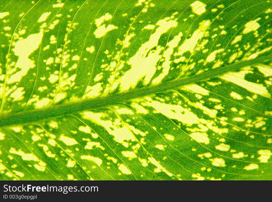 Leaf texture for background usage