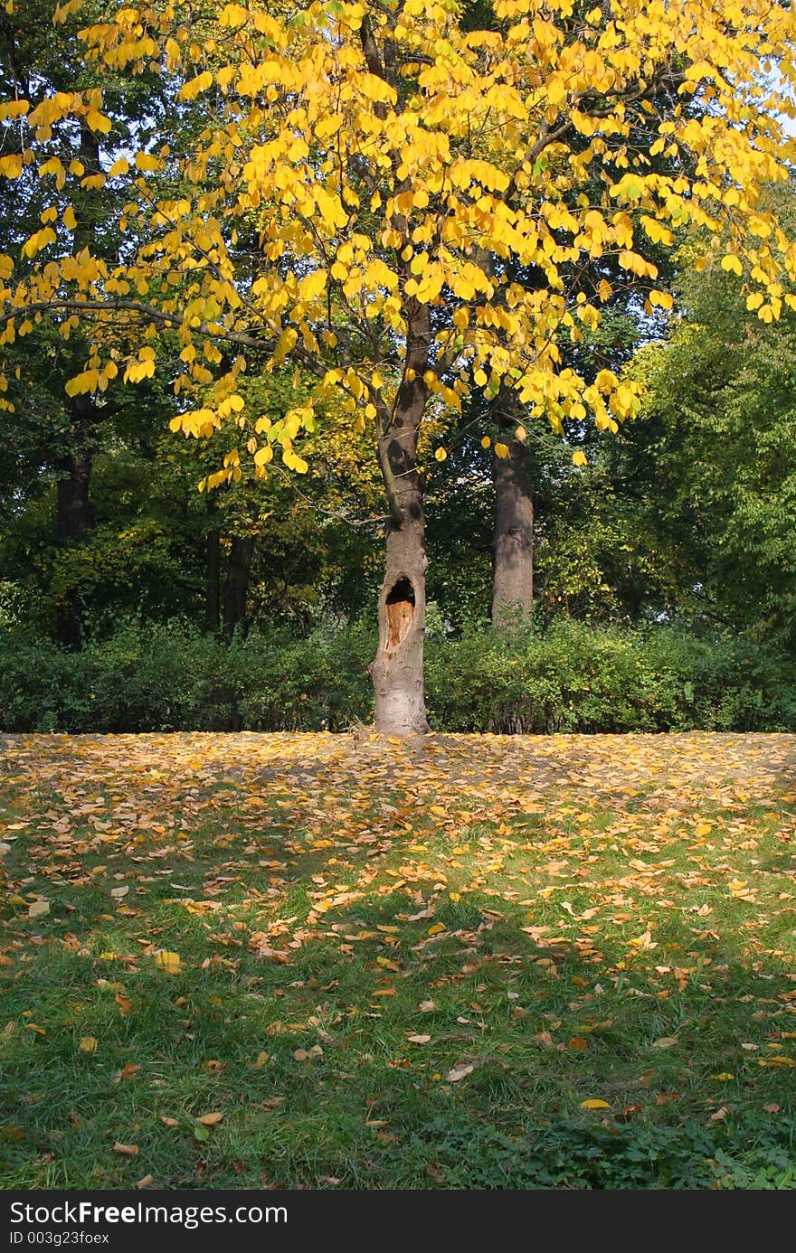 Yellow leaved tree in autumn. Yellow leaved tree in autumn.