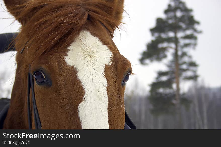 Horse in the park. Horse in the park.