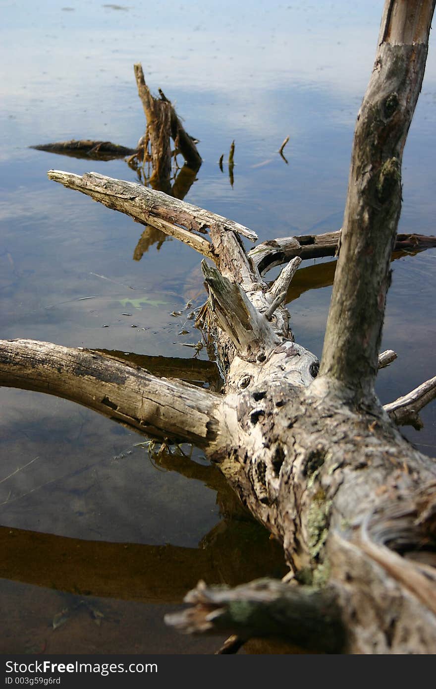 Old tree resting in a lake. Old tree resting in a lake.