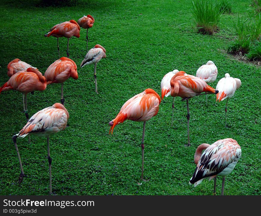 Pink Flamingos At Rest