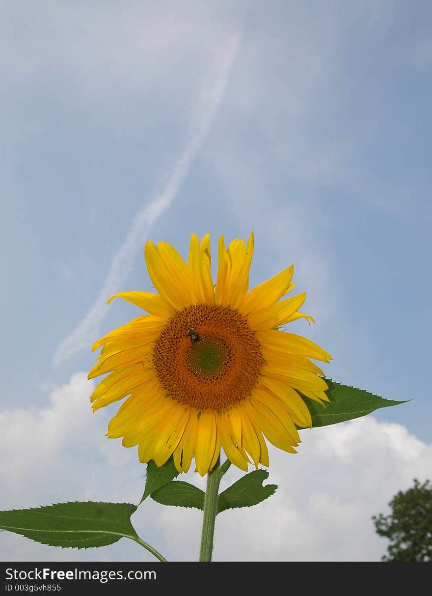 Sunflower with a bumble bee