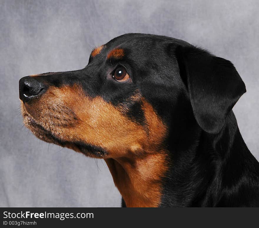 Rotty1