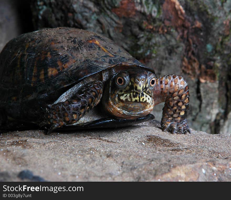 Box turtle walking towards the camera. Box turtle walking towards the camera